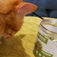 皇家搭档猫饼干猫猫很喜欢