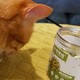 皇家搭档猫饼干猫猫很喜欢