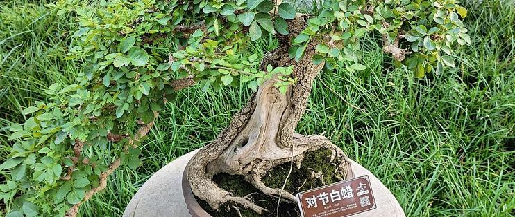 对节白蜡植物界的活化石