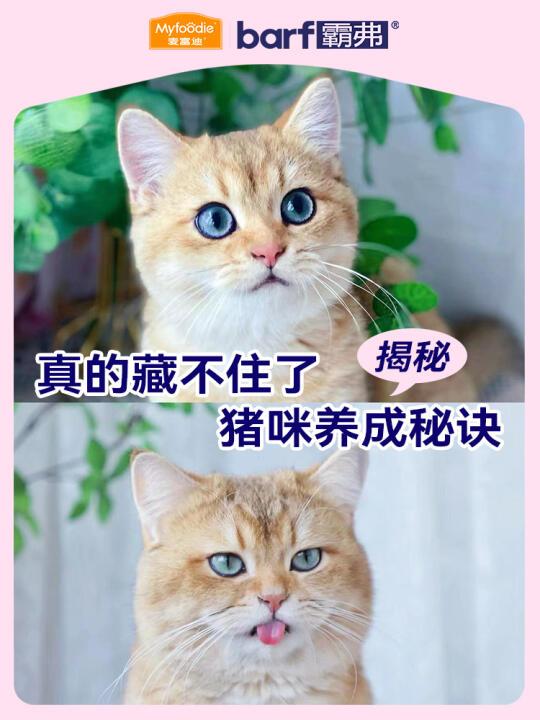 藏不住了👀原来养成猪咪真的有秘笈❣️