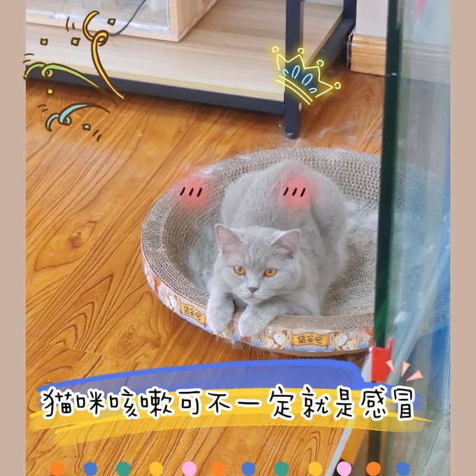 猫咪