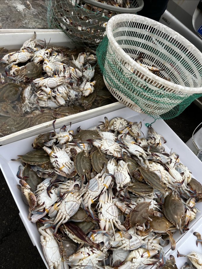去天津的北塘海鲜早市实现螃蟹自由