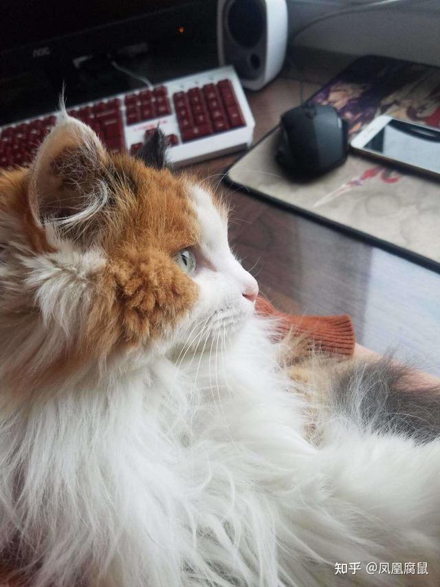 以前养猫和现在养猫有什么区别？