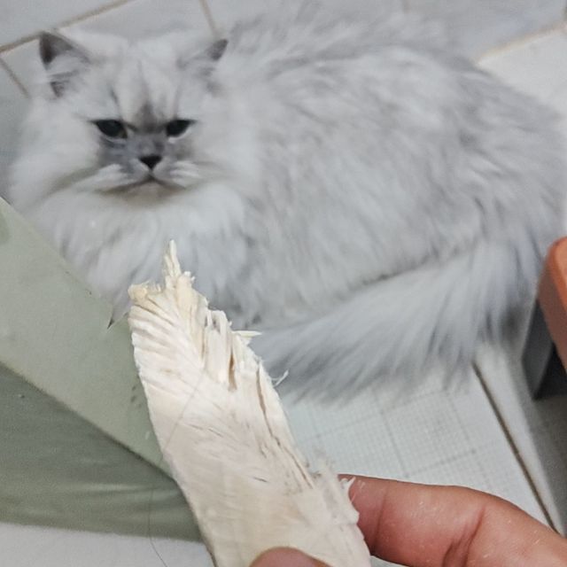 猫咪静悄悄，必定在作妖