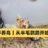 新手养鹦鹉丨鹦鹉吃的粮食推荐（从半毛鹦鹉开始养）