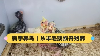 新手养鹦鹉丨鹦鹉吃的粮食推荐（从半毛鹦鹉开始养）