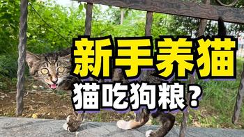 新手养猫丨猫可以吃狗粮吗？适口性好的猫粮推荐