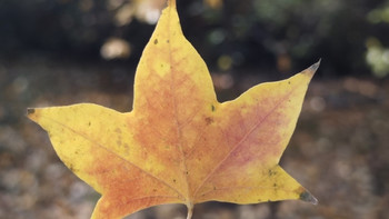 玉渊潭公园的秋日童话 