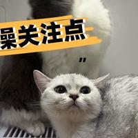 新手养猫丨猫咪多大可以洗澡？