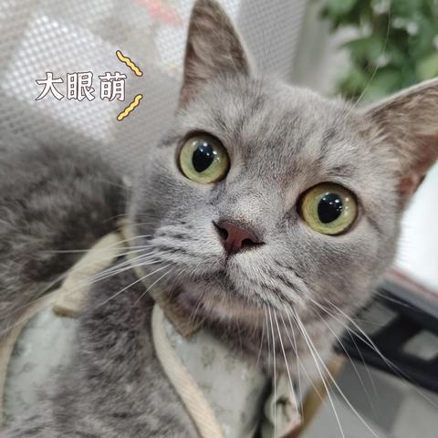 新手养猫丨被猫抓了需要打疫苗吗？