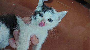 我家的“神奇”奶牛幼猫：萌趣与活力的化身 