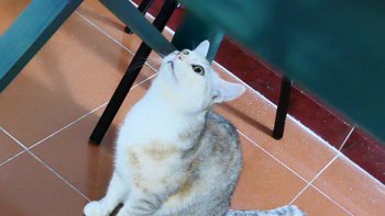 暖心相伴：从流浪到幸福的四只猫咪家庭趣事 