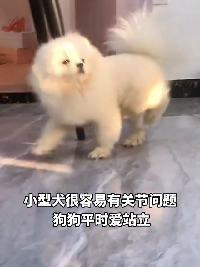 小型犬关节养护🉑千万不要忽视