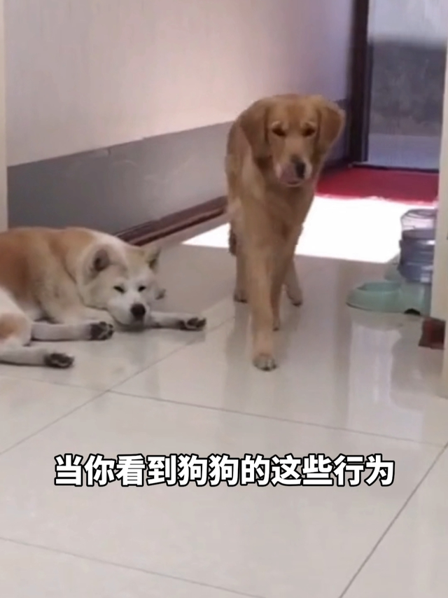 狗狗的这些行为可能是在求救🆘