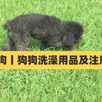 新手养狗丨狗狗多大可以洗澡？狗狗洗澡用品及注意事项