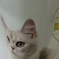 猫咪成长必备！卫加全价猫粮，让爱宠更健康