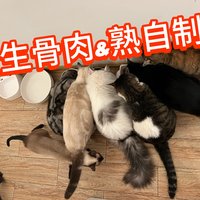 生骨肉还是熟自制？铲屎官必看指南！