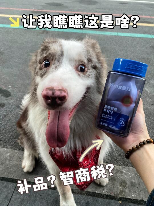 边牧2岁才养护关节会不会太晚？