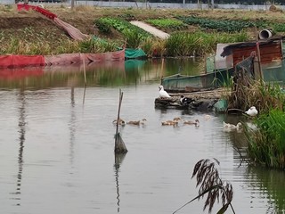 看到水里的鸭子，大家知道为什么羽绒服会保暖性那么强了吧？