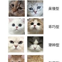 在线看相｜从猫咪面相看性格