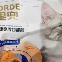 猫砂推荐：五款优质猫砂，让爱猫生活更舒适