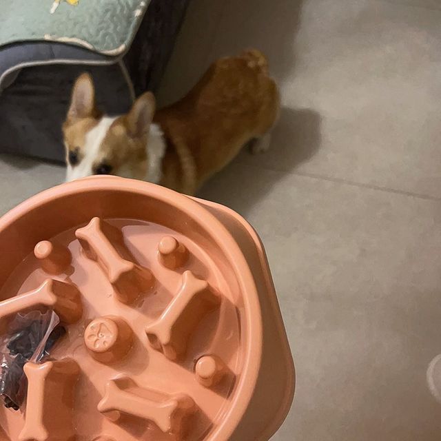 狗狗吃饭急必备慢食狗碗