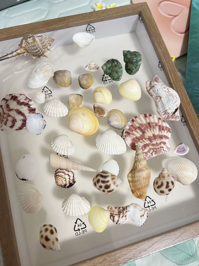 超有心意的贝壳小夜灯