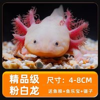 萌物预警！六角恐龙鱼来咯🐟