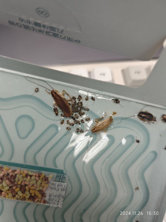 蟑螂在蟑螂屋里生了小宝宝算是起点就是终点了吧