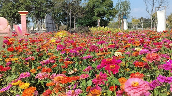 花海给人的快乐 