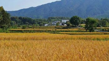 游黄山不能只去黄山，看看这条人少景美还免费的路线 