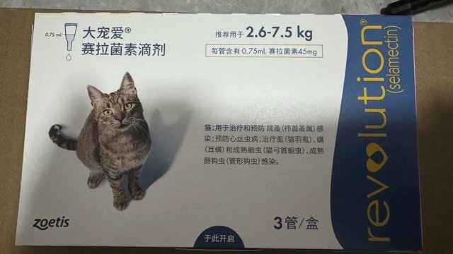 大宠爱好 猫咪快乐 家长开心