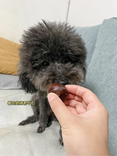 狗狗食谱｜狗狗可以吃栗子🌰吗？