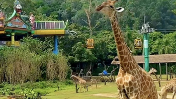 记录带孩子去长隆的一天 