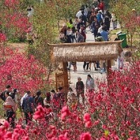 南宁青秀山在冬天依然花开烂漫，成为游客们赏花的好去处