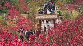 南宁青秀山在冬天依然花开烂漫，成为游客们赏花的好去处