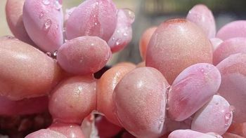 冬天这“4种”多肉叶片不能沾水，管住手少浇水，养出状态美极了 