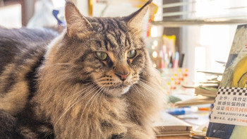 给大家看看我家三只小肥猪 