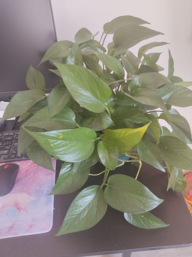 家居小绿植！双盟绿萝，又好看又能除甲醛。