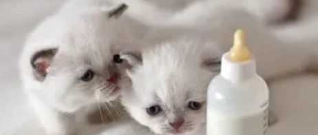 宠物奶粉：萌宠成长的营养“守护星”