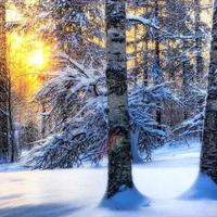 大雪节气：尽享雪景奇观与传统智慧的冬日时光