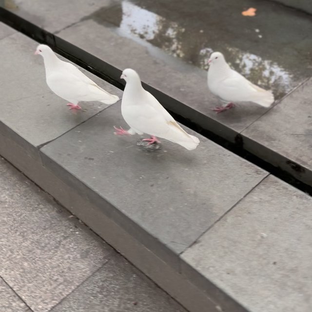 是不是风景区里的鸽子，胆子都这么大的