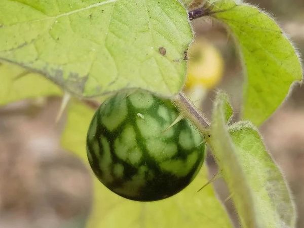 别再以讹传讹，把喀西茄当两面针了！
