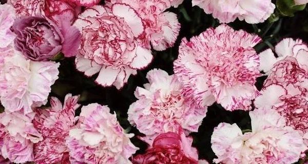 秋冬护手之选：澳兰黛准孕妇护手霜评测与推荐