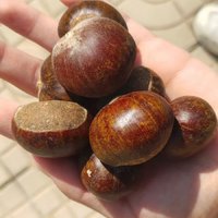 🌰板栗飘香，冬日里的甜蜜小确幸！