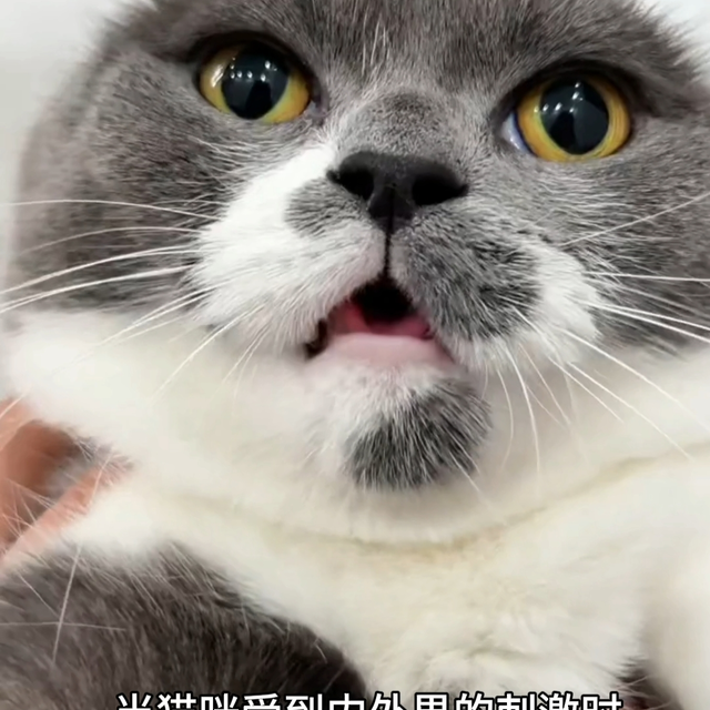 猫咪应激怎么办？