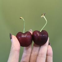 CHERRIES LAPINS 3J的拉宾斯味道绝了