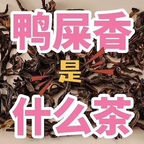 鸭屎香是什么茶叶，是红茶还是绿茶？