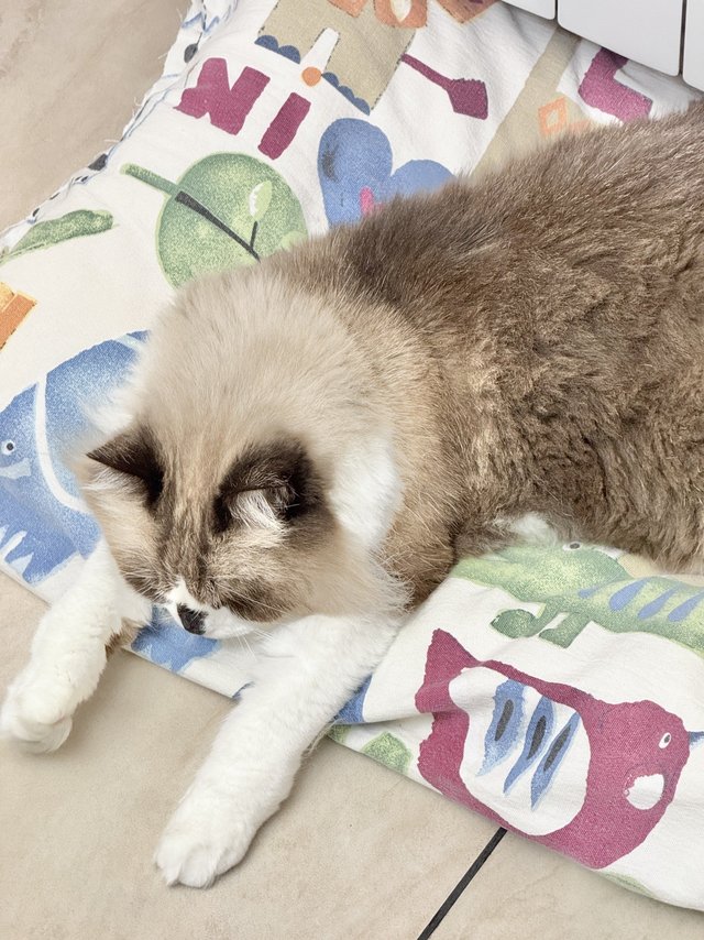 冬天烤暖气才是正经事啊