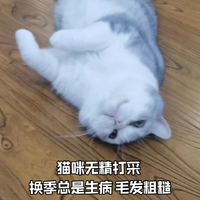 🐾 猫咪换季生病？乳铁蛋白来“救驾”啦！